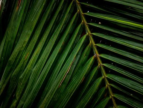 Close-up macro texture of tropical palm leaf surface with orange rust spots.. Stock Photos