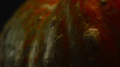 Close-up, macro, textured surface of a red pumpkin on a black background Stock Footage 172063220