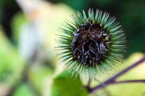 Close-up macro of thistle wildflower with circular, spiky details Stock Photos
