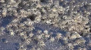 Close Up, Macro: Thousands Of Creepy Balinese Baby Sea Crabs Crawling Over Rock Stock Footage