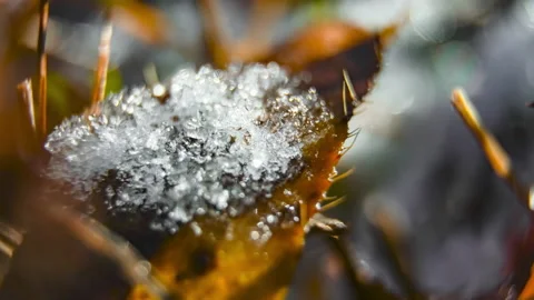 Close up macro timelapse of frost growing on a leaf Stock Footage 143868945