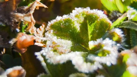 Close up macro timelapse of frost growing on a leaf Stock Footage