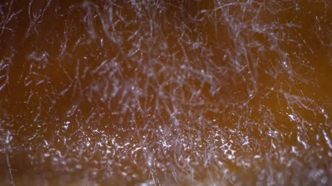 Close-up macro timelapse of oyster mushroom mycelium spreading across wheat Stock Footage 335713525