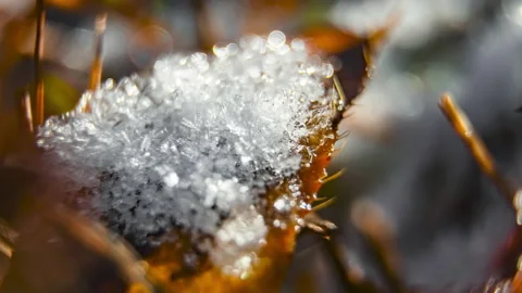 Close up macro timelapse of snow melting on a leaf Stock Footage 143868765