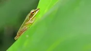 Close Up Macro Of Tropical Tree Frog Animal On Green Leaf In Thailand Rainforest Stock Footage