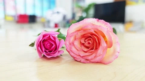 Close-up macro of two pink and orange roses on a light wooden table. Vídeos de archivo 347587345