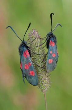 Close up macro of two  seven spot burnet moth on a wild plant searching for n Stock Photos