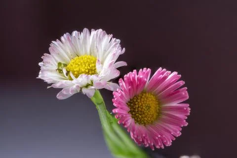 Close up macro two small daisy Bellis perennis flower pink and white petal Stock Photos