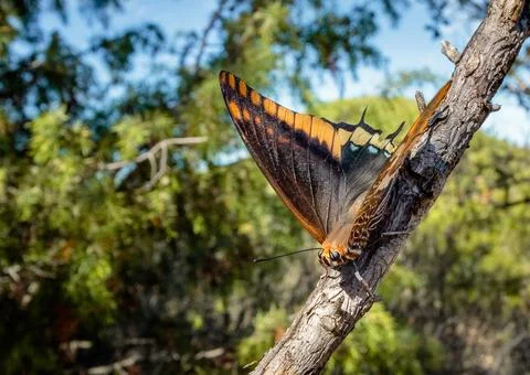 Close-up macro of a two-tailed pasha (Charaxes Jasius) butterfly on a branch Stock Photos