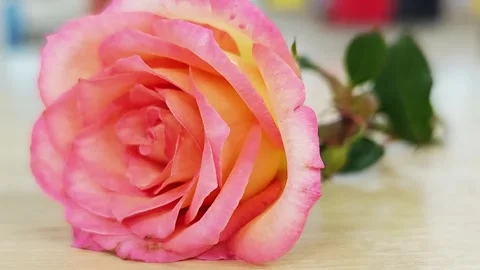 Close-up macro of a two-tone pink and orange rose on a wooden table. Stock Footage 347493631