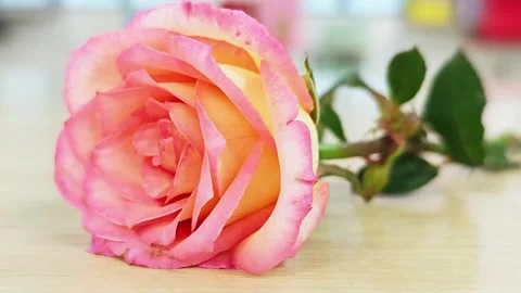 Close-up macro of a two-tone pink and orange rose on a wooden table. Stock Footage 347493664