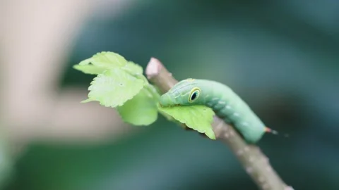 Close-up macro of a vibrant green hawk moth caterpillar with distinctive ey.. 库存影片 346394066