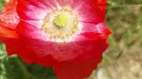 Close-up macro of a vibrant red poppy flower blossom in summer breeze Stock Footage 337054610