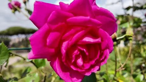 Close-up macro video of a beautiful deep red rose with a single dewdrop Stock Footage 336798117