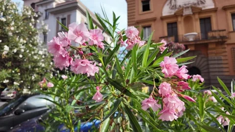Close-up macro video of beautiful pink oleander flowers and leaves Stock Footage 341252209