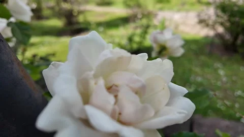 Close-up macro video of a beautiful pure white rose with a single dewdrop Stock Footage 336798215