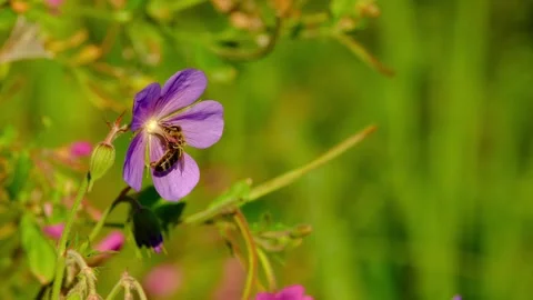 Close-up macro video of a bee collecting pollen on a meadow crane's-bill flower Stock Footage 316043250