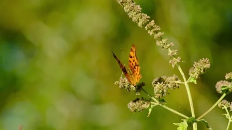 Close-up macro video of a comma butterfly (Polygonia) Stock Footage 316030478