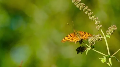Close-up macro video of a comma butterfly Stock Footage 316065362