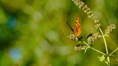 Close-up macro video of a comma butterfly Stock Footage 316149913