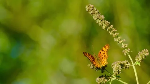 Close-up macro video of a comma butterfly Stock Footage 316263391