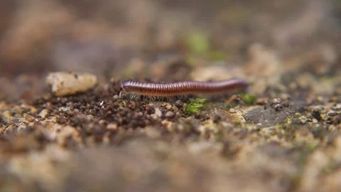 Close up macro video of juvenile millipede (Trigoniulus corallinus) Stock-Footage 331170019
