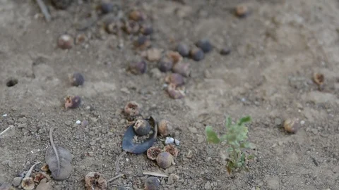 Close up macro video of many ants on sandy ground. Stock-Footage 107627749