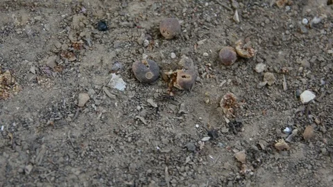 Close up macro video of many ants on sandy ground. Vídeo Stock 107628166