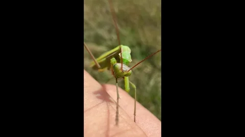 Close-up macro video of praying mantis standing on human hand Stock Footage 310209176