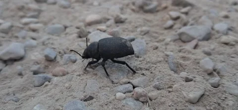 Close-up macro video of a scarab beetle turning on ground Stock Footage 340526680