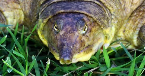 Close up macro video of a Spiny Softshell Turtle Apalone spinifera face. Stock Footage 243176412