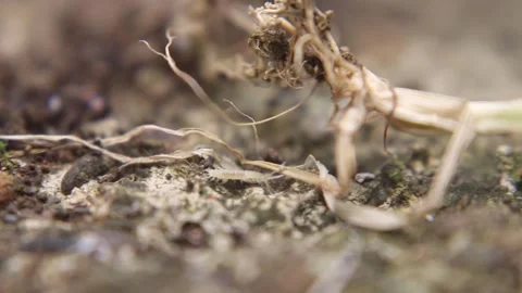 Close up macro video of a tiny juvenile centipede (Chilopoda) Stock-Footage 331169847