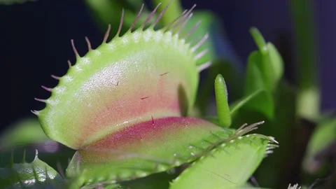 Close up macro video of the Venus Flytrap plant leaves. Stock Footage 274467354