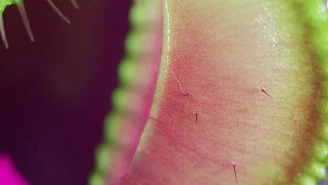 Close up macro video of the Venus Flytrap plant leaves. Stock Footage 274467670