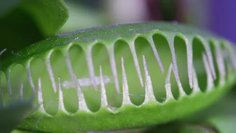 Close up macro video of the Venus Flytrap plant leaves. Stock Footage 274467756
