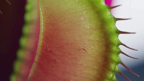 Close up macro video of the Venus Flytrap plant leaves. Stock Footage 274468597