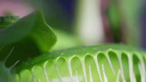 Close up macro video of the Venus Flytrap plant leaves. Stock Footage 274468644