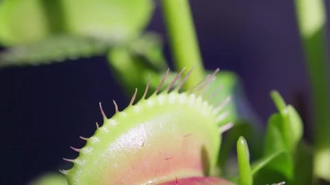 Close up macro video of the Venus Flytrap plant leaves. Stock Footage 274468676