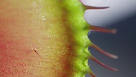 Close up macro video of the Venus Flytrap plant leaves. Stock Footage 274468776