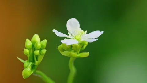 Close-up macro video of Venus flytrap's delicate white flowers on a slender.. Stock Footage 251717102