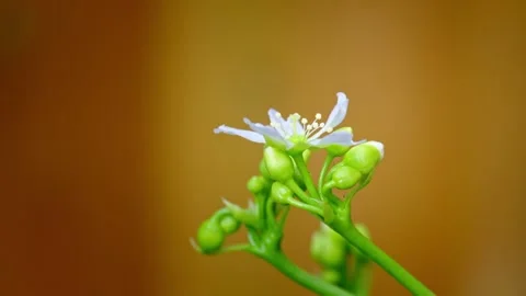 Close-up macro video of Venus flytrap's delicate white flowers on a slender.. Stock Footage 251717129
