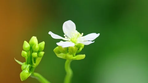 Close-up macro video of Venus flytrap's delicate white flowers on a slender.. Stock Footage 251717341