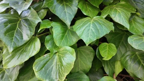 Close-up macro video of vibrant green ivy leaves (Hedera helix) Stock Footage 338009633