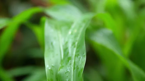 Close-Up Macro Video of a Wet Green Corn Leaf (Zea mays) Stock Footage 318719587
