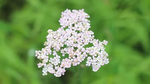 Close up macro video of white yarrow, wild herbal medicine Stock Footage 255082819