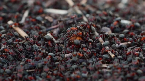 Close-up macro view of ant colony moving over dry branches in the anthill Stock Footage 153033409