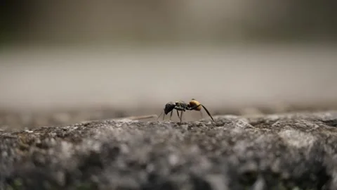Close macro view of ant walking across weathered stone surface in Tikal Stock Footage 335353837