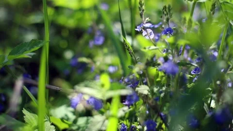 Close-up macro view of beautiful blue spring flowers in wild forest with sunshin 스톡 동영상 131291966