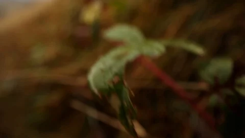 Close-up macro view of beautiful green leaf with autumn nature beauty on blur ba Stockbeeldmateriaal 119757438