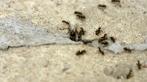 Close up macro view of black ants working on nest in the concrete gap. Stock Footage 160243044